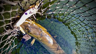 TALKING FALL MUSKIES WITH TOPLINE BAITS [upl. by Erialb]