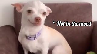 nikki dog video  Mr eviator  funny dog videos  angry chihuahua [upl. by Eidoc970]