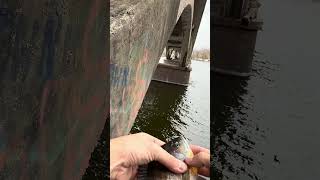 Big Bluegill on the Mississippi River freshwaterfish fishing [upl. by Rayle]