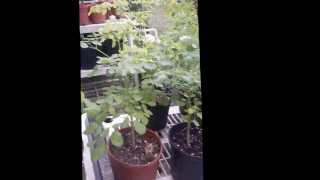 Moringa Cuttings and Root Development [upl. by Iramohs]