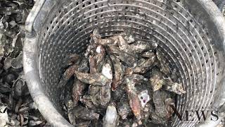 Oysters harvesting in Georgia [upl. by Norrad]