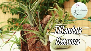 Tillandsia Flexuosa [upl. by Elkin]