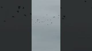 Jackdaws Roosting On Halloween In Slow Mo birds avian nature [upl. by Nongim]