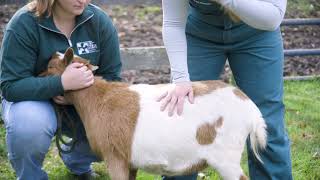 Administering Intramuscular Injections in Small Ruminants [upl. by Dadelos]