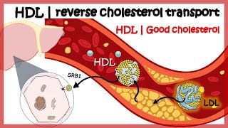 HDL  Reverse cholesterol transport [upl. by Sucy]