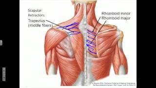 Scapula Protraction Retraction Rotation [upl. by Allwein]