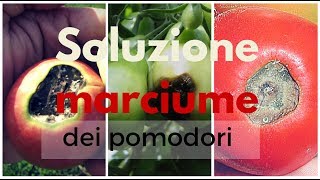 POMODORI SOLUZIONE AL MARCIUME APICALE  3 TRUCCHI🍅🍅🍅  ORTO E GIARDINAGGIO [upl. by Eilsehc]