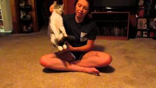 Restraint of Cat for Femoral Venipuncture [upl. by Burdelle565]