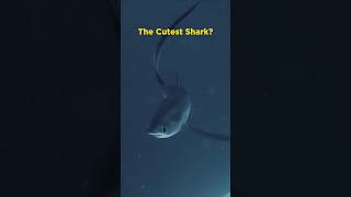 Thresher Shark [upl. by Hayott553]