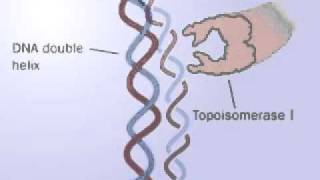 DNA Topoisomerase  Topoisomerase I and II mechanism  Releasing the tension of DNA [upl. by Auqenahc]