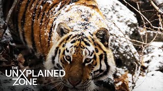 Siberian Tigers REVENGE Against Hunter S4  The UnXplained  The UnXplained Zone [upl. by Airb]