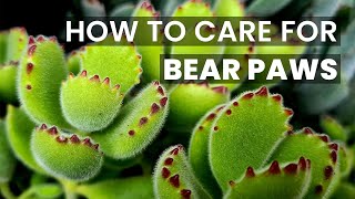 BEST TIPS  HOW TO CARE FOR BEAR PAW COTYLEDON TOMENTOSA SUCCULENTS [upl. by Anniroc]