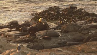 San Diego considers closing beach to allow for sea lion sanctuary for next 7 years [upl. by Jessika]