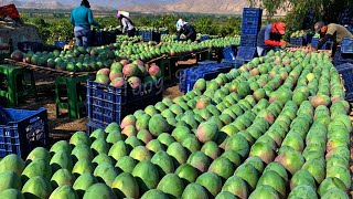 Australian Farmers Produce Thousands Of Tons Of Mangoes This Way  Australian Farming [upl. by Woodson]