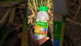 gibberellic acid uses in sugarcane plant growth regulators [upl. by Retep194]