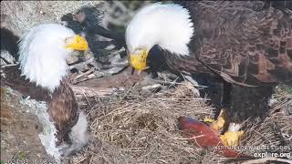 EXPLOREorg West End Bald Eagle Akecheta amp Thunder z rybą Karmienie WE1🐥🌹 i🍀WE2🐥🌹🍀 WE3🐥🌹🍀 [upl. by Vincenz424]