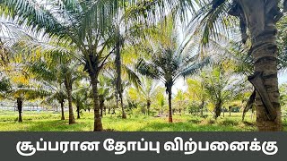 கோவை நாச்சிபாளையம் ஏரியாவில் 1 40 ஏக்கர் தோப்பு விற்பனைக்கு [upl. by Sayce]