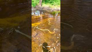 Russell viper snake 🐍😱 snake bahadurrdx shortsvideo shorts reelsvideo shortsviral rescue [upl. by Mosier]