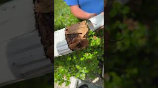 How to Unclog Downspout clogdownspoutguttercleaning construction youtube youtubeshort [upl. by Macilroy]