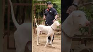 Rajapalayam dog for sale [upl. by Mears]