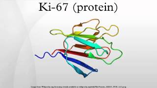 Ki67 protein [upl. by Ahseid]