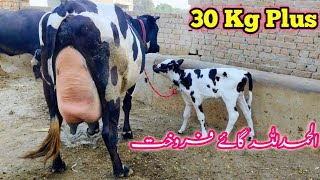 ✈️✈️✈️ 30 Kg Milky Frizan Cross Cow 🐄 For Sell Out Today Nov 12 2024Pakpattan Animal Tv [upl. by Eicyal]