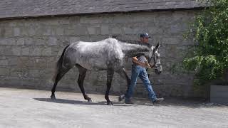 SOLD FOR £9000   Cadoudal Saint FR  HIT  Saint des Saints FR ex Shanon du Berlais FR [upl. by Lorna]