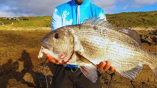 Southern Cape MUSSELCRACKERBRUSHER Fishing Adventure fishing White Mussel Cracker [upl. by Eirolav167]