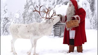 Père Noël en Laponie chien de rennes du Papa Noël 🐕🦌🎅 Finlande Pello  Video sur les animaux [upl. by Rekrap416]