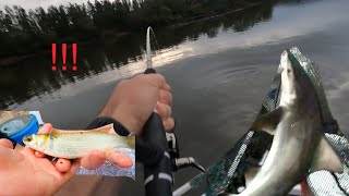 Coomera River Bull Shark Fishing  Big live baits do not last long [upl. by Yerggoeg673]