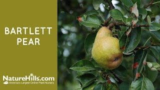 Bartlett Pear  Naturehillscom [upl. by Annayrb]