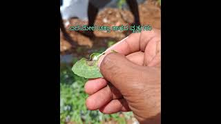 Watermelon gummy stem blight Citrullus lanatus identification and management [upl. by Destinee]