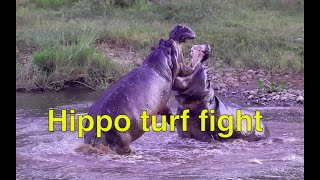 A Chilling Showdown Who Will Win This Epic Hippo Battle [upl. by Lubin251]