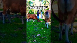 Cara saya gembalakan sapi bali kelapa [upl. by Aphrodite]