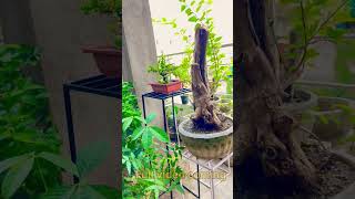 Bonsai garden  bonsai setup bonsaitree [upl. by Dugald]