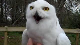 Harry Potter owls Hedwig and Errol in Aberdeenshire [upl. by Neelhtak]