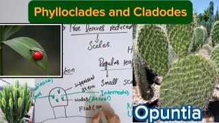 Phylloclade and cladodeModification in stemFull explaination in Hindi [upl. by Ahsekat]