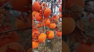 Persimmon fruit fruits persimmon persimmonfruit persimmons drypersimmon agriculture foryou [upl. by Ballman861]