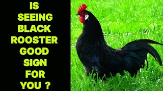 IS SEEING BLACK ROOSTER GOOD SIGN FOR YOU [upl. by Hittel]