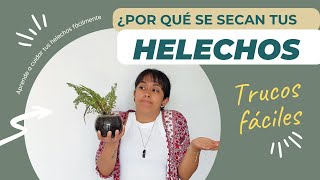 Cómo cuidar tus HELECHOS para que no se sequen Trucos fáciles [upl. by Icken]