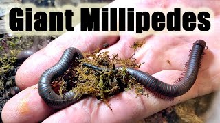 North American Giant Millipedes Narceus americanus Their care and culture [upl. by Sirovart903]