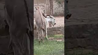 donkey animals shortsvideo [upl. by Marjorie]