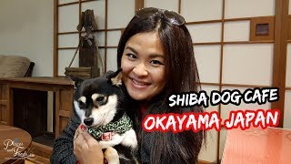 Shiba Inu Cafe in Okayama Japan [upl. by Aiyotal]