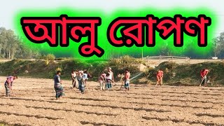 আলু রোপণ farmig ভিডিও farmer আলুচাষ agriculture agrofarm [upl. by Jasmina775]