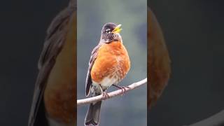 THE AMERICAN ROBIN TURDUS MIGRATORIUS [upl. by Wylma498]