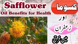 Safflower Cultivation Safflower vs Saffron Kusuma Cultivation Safflower seeds oil benefits [upl. by Sheepshanks243]