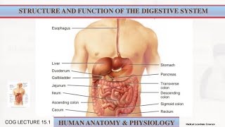 Digestive System Anatomy and physiology  GIT  Lecture 22 [upl. by Engapmahc]