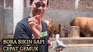 TERBARU SATUSATUNYA DI DUNIA‼️ BOBA BIKIN SAPI CEPAT GEMUK… KITA BUKTIKAN🔥 [upl. by Goodson]