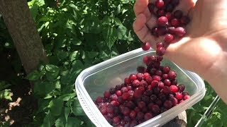 Foraging for Juneberries  BlackberryPicking by Seamus Heaney [upl. by Dahl]