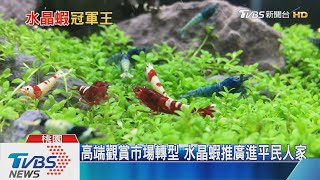 【十點不一樣】高檔水晶蝦堪比名牌包 蝦王曝飼養秘笈 [upl. by Amalie963]